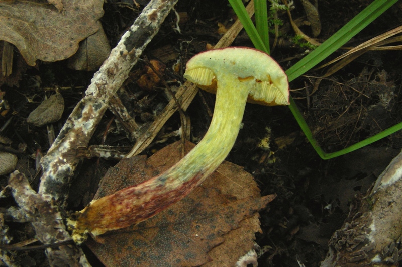 Canneto, micoflora e habitat